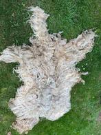 Te koop drentse en skudde vachten, Dieren en Toebehoren, Schapen, Geiten en Varkens, Meerdere dieren, Schaap
