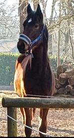 Stoere jaarling te koop, Hengst, Minder dan 160 cm, Gechipt, 0 tot 2 jaar