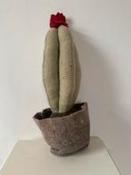 Wolvilten Cactus in Pot, Huis en Inrichting, Kamerplanten, Minder dan 100 cm, Groene kamerplant, Halfschaduw, Ophalen of Verzenden