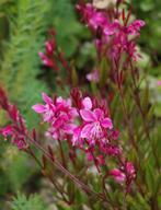 Gaura Siskiyou Pink | Vlinderplant | Chemievrij, Overige soorten, Volle zon, Vaste plant, Ophalen of Verzenden