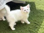 Kittens, Poes, 0 tot 2 jaar