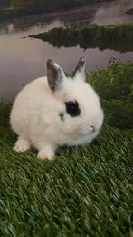 Kleurdwergen, Dieren en Toebehoren, Konijnen, Meerdere dieren, Dwerg, 0 tot 2 jaar