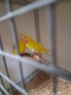 2 lutino princes of wales parkieten, Dieren en Toebehoren, Vogels | Parkieten en Papegaaien