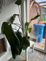 Opnieuw te koop strelitzia paradijs vogel plant, Ophalen, Overige soorten, Minder dan 100 cm, Volle zon