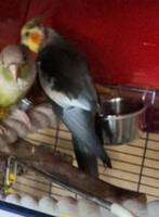 vermiste dieren, Dieren en Toebehoren, Vermiste en Gevonden Dieren, Vogel