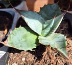 Agave parrasana
/ cactus, Ophalen of Verzenden, Cactus, Minder dan 100 cm