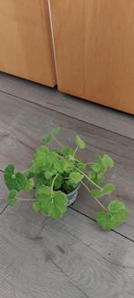 Diverse stekken Kindje op moeders schoot - kamer-/tuinplant, Ophalen, Overige soorten, Halfschaduw, Minder dan 100 cm