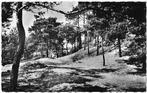 Wezep Bosgezicht Oude Gelopen Ansichtkaart ( 8522 ), Verzenden, 1960 tot 1980, Ongelopen