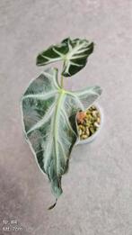 Alocasia Loco - diverse maten, Huis en Inrichting, Ophalen of Verzenden, Overige soorten, Minder dan 100 cm