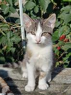 Liefdevol huisje gezocht, Dieren en Toebehoren, Katten en Kittens | Overige Katten, Kater, 0 tot 2 jaar