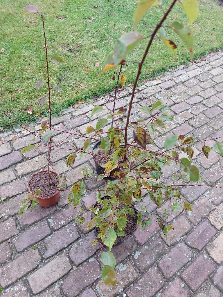 Abrikozenboom in pot Prunus armeniaca, Tuin en Terras, Planten | Fruitbomen, Minder dan 100 cm, Lente, Overige soorten, Volle zon