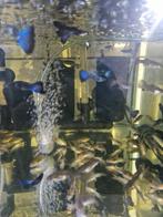 Goed lezen vis, hobby, Dieren en Toebehoren, Ophalen, Gevuld zoetwateraquarium