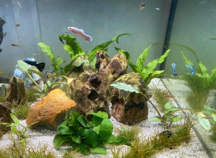 Guppy’s te koop €0,75 per stuk, Dieren en Toebehoren, Vissen | Aquaria en Toebehoren, Zo goed als nieuw, Ophalen