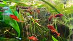 Mooie jonge guppen en platys rood en rood-blauw, Dieren en Toebehoren, Vissen | Aquariumvissen, Vis