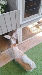 Zeer lieve en mooie en sociale konijn met hok en kooi., Dieren en Toebehoren, Mannelijk, Groot, 0 tot 2 jaar