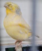 Gloster man, Dieren en Toebehoren, Vogels | Kanaries, Mannelijk, Postuurkanarie