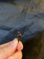 Alocasia Dragon Scale knolletje, Huis en Inrichting, Kamerplanten, Ophalen of Verzenden, Halfschaduw, Minder dan 100 cm