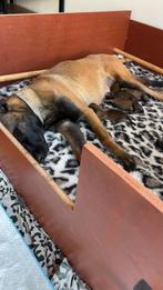 Prachtig nest mechelse herder pups., Dieren en Toebehoren, Honden | Herdershonden en Veedrijvers, 8 tot 15 weken, CDV (hondenziekte)