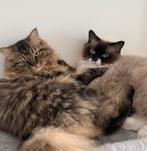 Ragdolls, Dieren en Toebehoren, Kater, Gechipt