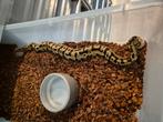 15x ballpythons koningspython python regius, Dieren en Toebehoren, Reptielen en Amfibieën, Slang