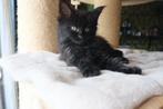 Schattige Maine Coon kittens! Mogen verhuizen!, Dieren en Toebehoren, Meerdere dieren, Ontwormd, 0 tot 2 jaar