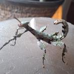 Australische flappentakken Innisfail