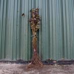 Populus alba ( Witte Abeel)  Populus nigra Italica Populier, Tuin en Terras, Planten | Bomen, Ophalen, Volle zon, Overige soorten