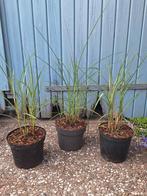 Miscanthus, Tuin en Terras, Planten | Tuinplanten, Ophalen, Volle zon, Vaste plant, Siergrassen