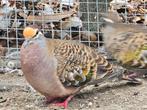 Koppel bronsvleugelduiven, Dieren en Toebehoren, Vogels | Duiven, Meerdere dieren, Overige soorten