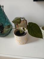 Alocasia wentii (olifantsoor), Huis en Inrichting, Kamerplanten, Ophalen of Verzenden, Halfschaduw, Minder dan 100 cm