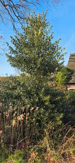 Gratis boom struik Hulst, Tuin en Terras, Ophalen, Hulst, Struik, 250 cm of meer