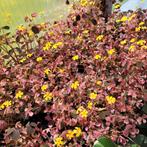 Oxalis Vulcan pink, Huis en Inrichting, Kamerplanten, Ophalen of Verzenden, Overige soorten, Minder dan 100 cm
