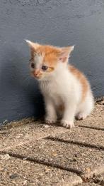 Boerderij kittens te koop, Dieren en Toebehoren, Katten en Kittens | Overige Katten, Meerdere dieren, Kortharig, 0 tot 2 jaar