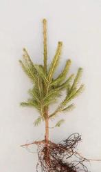 Fijnspar plantgoed Picea Abies 40/60cm Groene Kerstboom, Ophalen, Volle zon, Overige soorten, Minder dan 100 cm