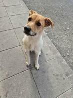 HzH-LITA,  leuk jong dametje zoekt warm thuis, Dieren en Toebehoren, Honden | Niet-rashonden, Particulier, 15 weken tot 1 jaar