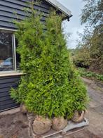 Thuja Brabant haagconiferen weer in alle maten leverbaar, Ophalen of Verzenden, Conifeer, Haag, 100 tot 250 cm