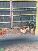 Broedeieren uilebaard en brabanter, Dieren en Toebehoren, Pluimvee, Geslacht onbekend, Kip