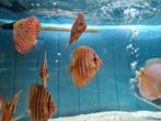Blue Alenquer Discus, Symphysodon Discus, Vis, Zoetwatervis