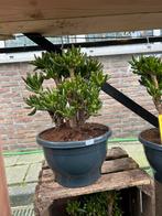 Crassula horntree vetplant €12,50, Huis en Inrichting, Kamerplanten, Ophalen, Vetplant, In pot, Minder dan 100 cm