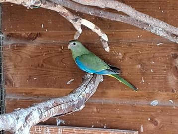 Jonge turquoisine parkiet pop zuivere wildkleur beschikbaar voor biedingen