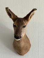Prachtige Opgezette Ree Kop Taxidermie, Ophalen of Verzenden, Zo goed als nieuw, Hert, Opgezet dier