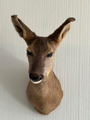 Prachtige Opgezette Ree Kop Taxidermie beschikbaar voor biedingen