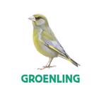 Gezocht groenling en europese sijs koppel, Dieren en Toebehoren, Vogels | Overige Vogels, Meerdere dieren, Wildzangvogel