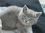 Britse korthaar poes bleu te koop, Dieren en Toebehoren, Katten en Kittens | Raskatten | Korthaar, Kater, Ontwormd