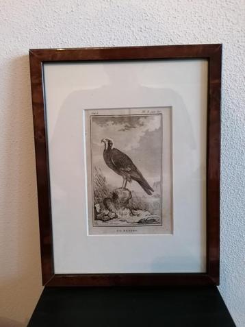 Gravure Leclerc, Buffon - 1770 Le Bussard Grauwe Kiekendief beschikbaar voor biedingen