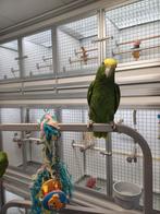 Dubbelgeelkop Amazone, Mannelijk, Papegaai, Geringd
