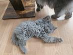 Knappe halve britse katers zoeken een warm mandje, Dieren en Toebehoren, Katten en Kittens | Overige Katten, Meerdere dieren, Langharig