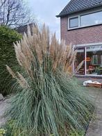 Prachtige Cortaderia Selloana (Pampasgras), Vaste plant, Siergrassen, Ophalen of Verzenden, Halfschaduw