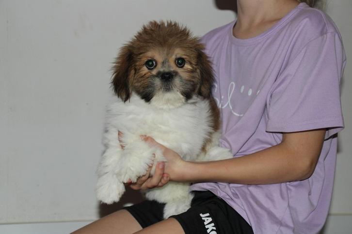 Prachtige Lhasa Apso puppy's pups, Dieren en Toebehoren, Honden | Chihuahua's en Gezelschapshonden, Reu, Overige rassen, Particulier