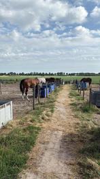 3 boxen vrij per 1 oktober, Dieren en Toebehoren, Stalling, 2 of 3 paarden of pony's